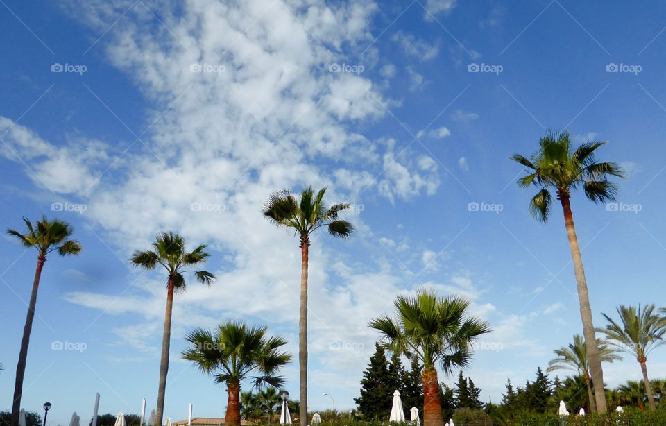 Palm trees against blue sky