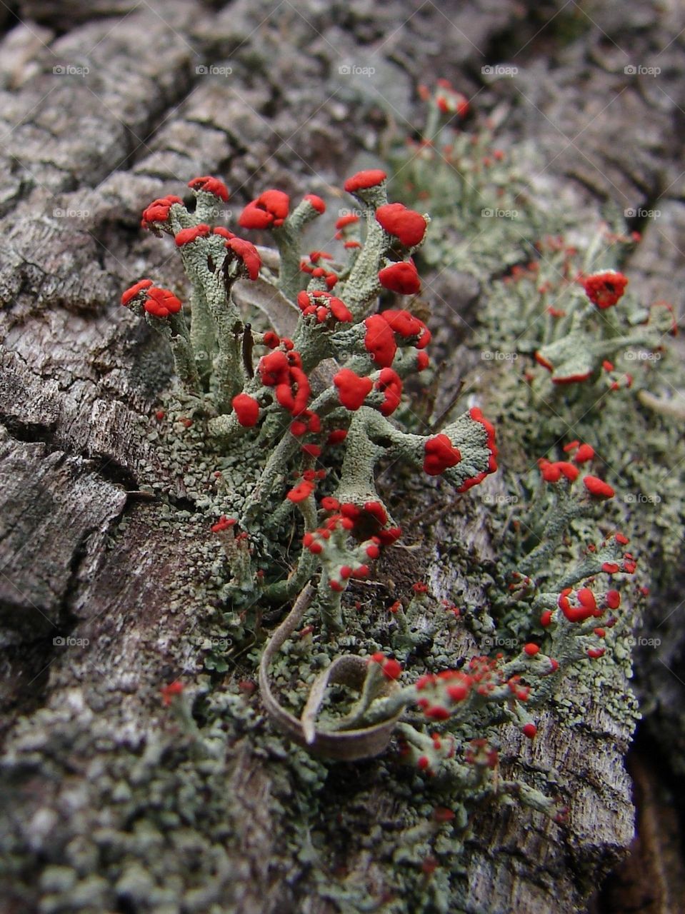 Red Lichen 