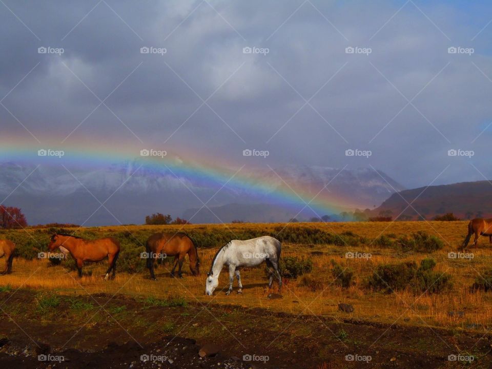 Horses and rainbow-Patagonia Argentina