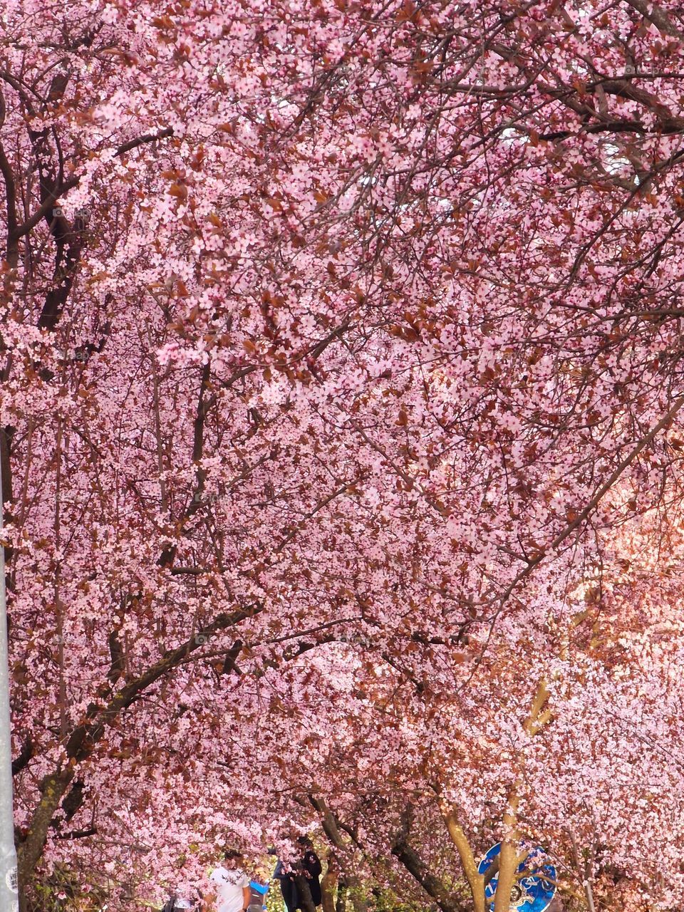 Japanese cherries from Timisoara