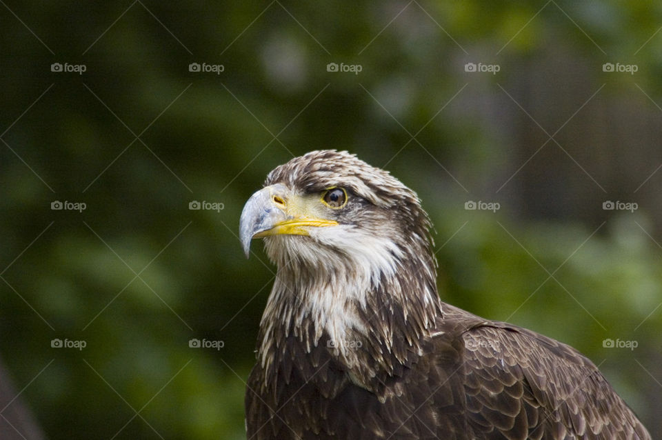 Golden Eagle