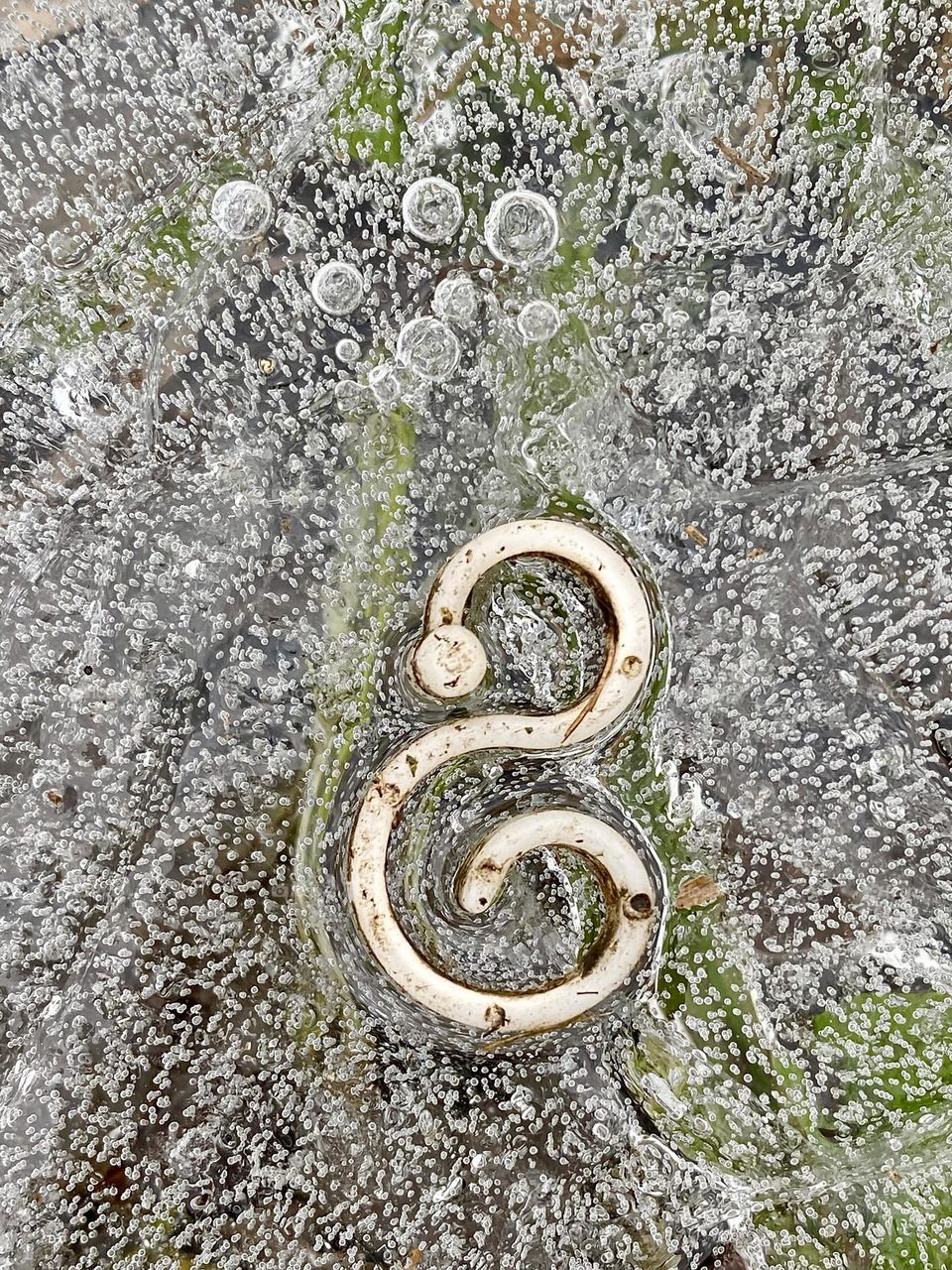 A piece of plastic that got tapped in the ice in a frozen pond