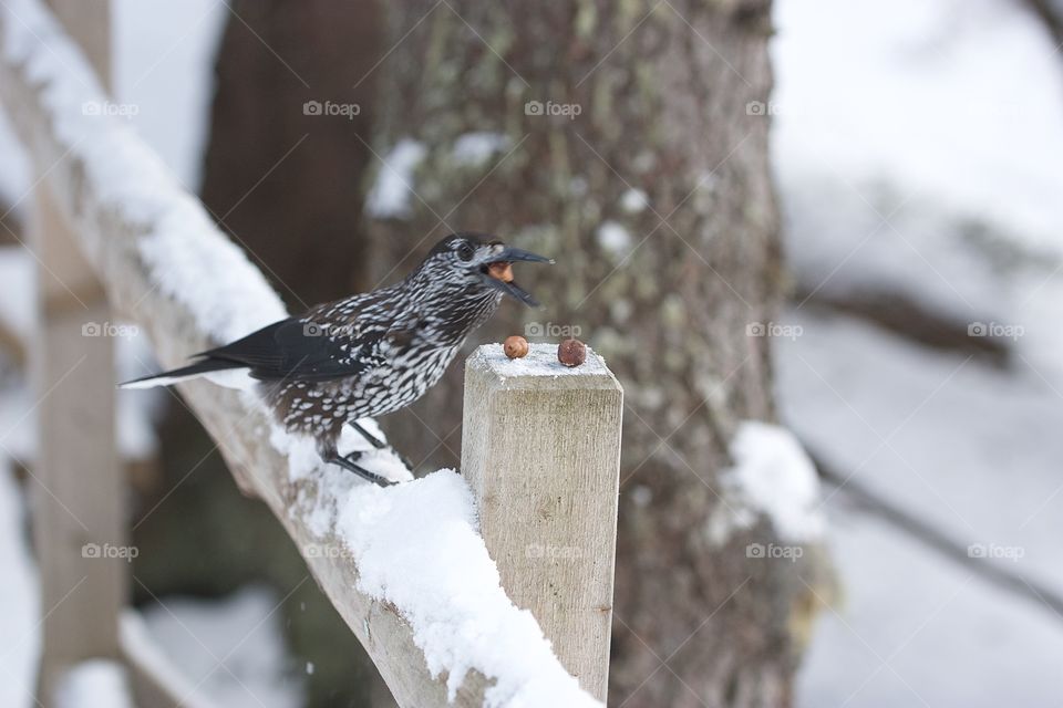 Winter birds eating nuts