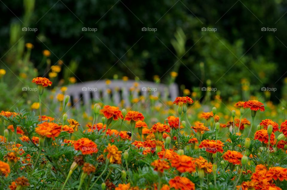 Field of marigold flowers