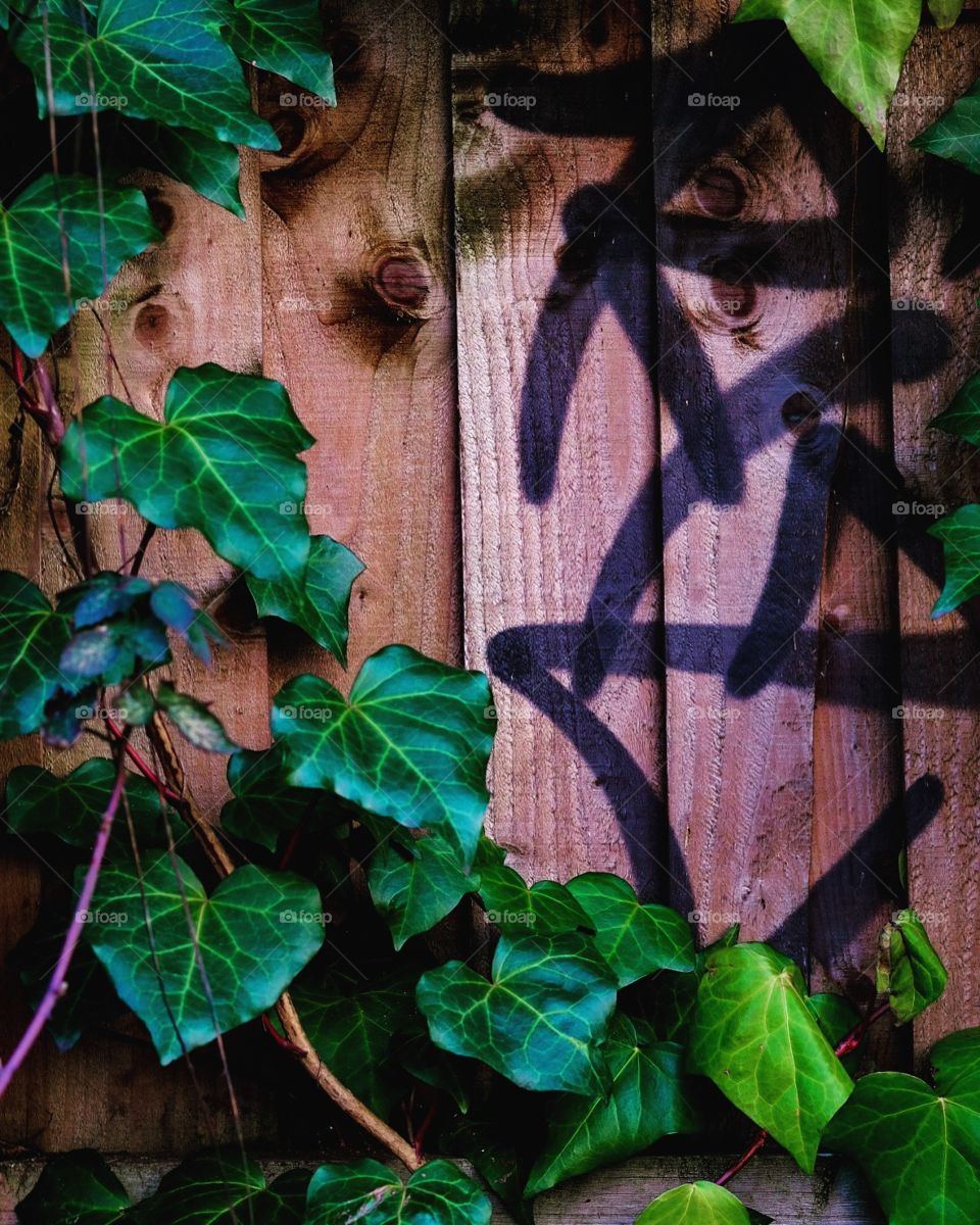 Ivy Surrounds Graffiti In England