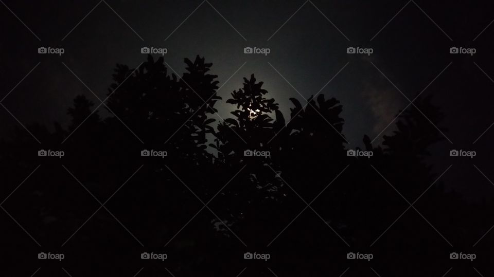 Hide Behind The Foliage