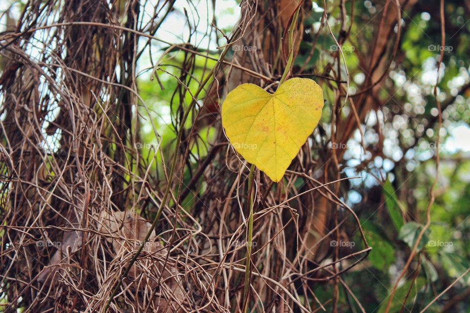 A lonely heart-shape leaf in jungle