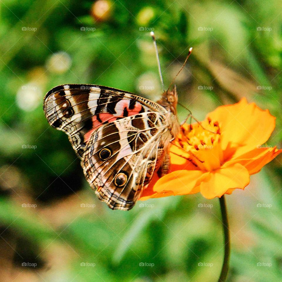 a colorful butterfly on the yellow flower