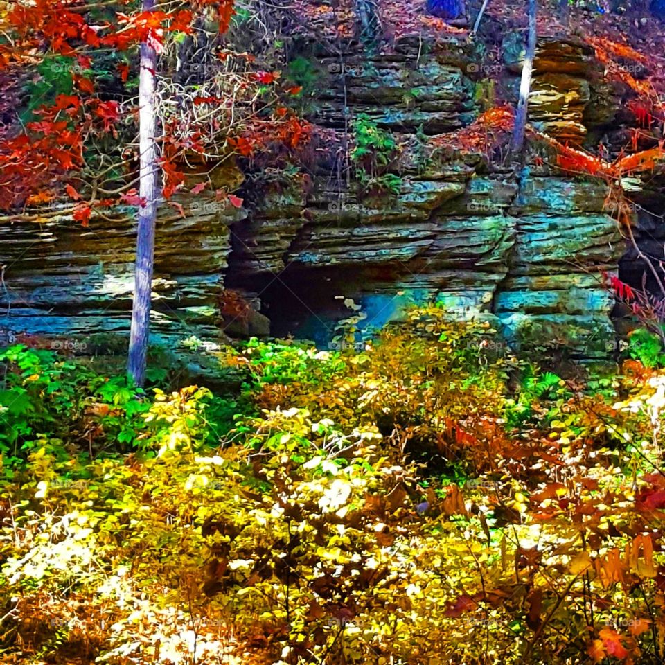 Fall, Leaf, Nature, Season, Maple