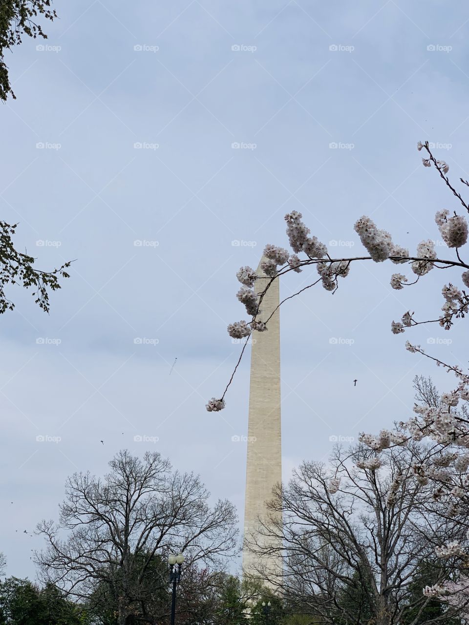 Cherry blossoms and the Washington Monument
