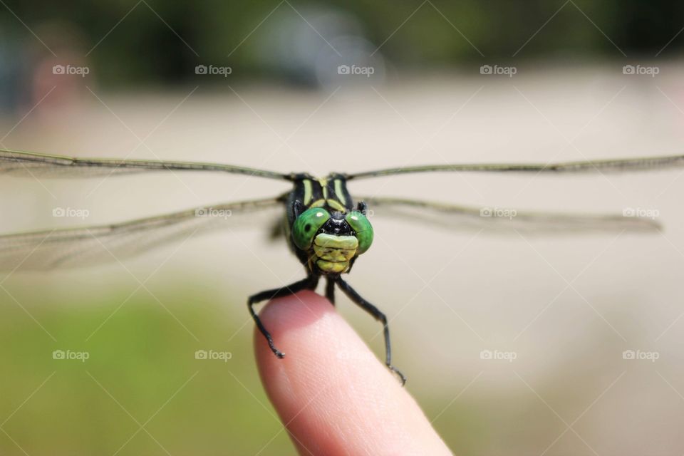 Green dragonfly on a finger 