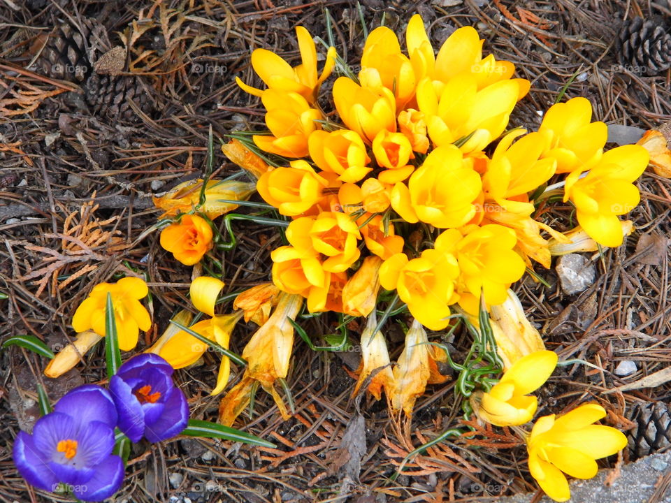 beautiful spring flowers and beautiful color