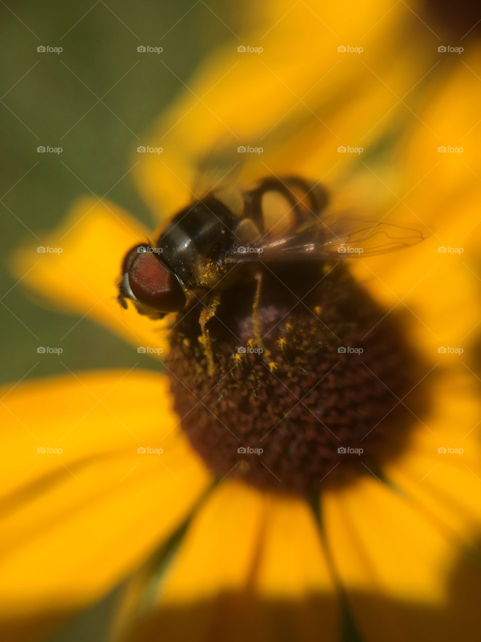 Insect on flower