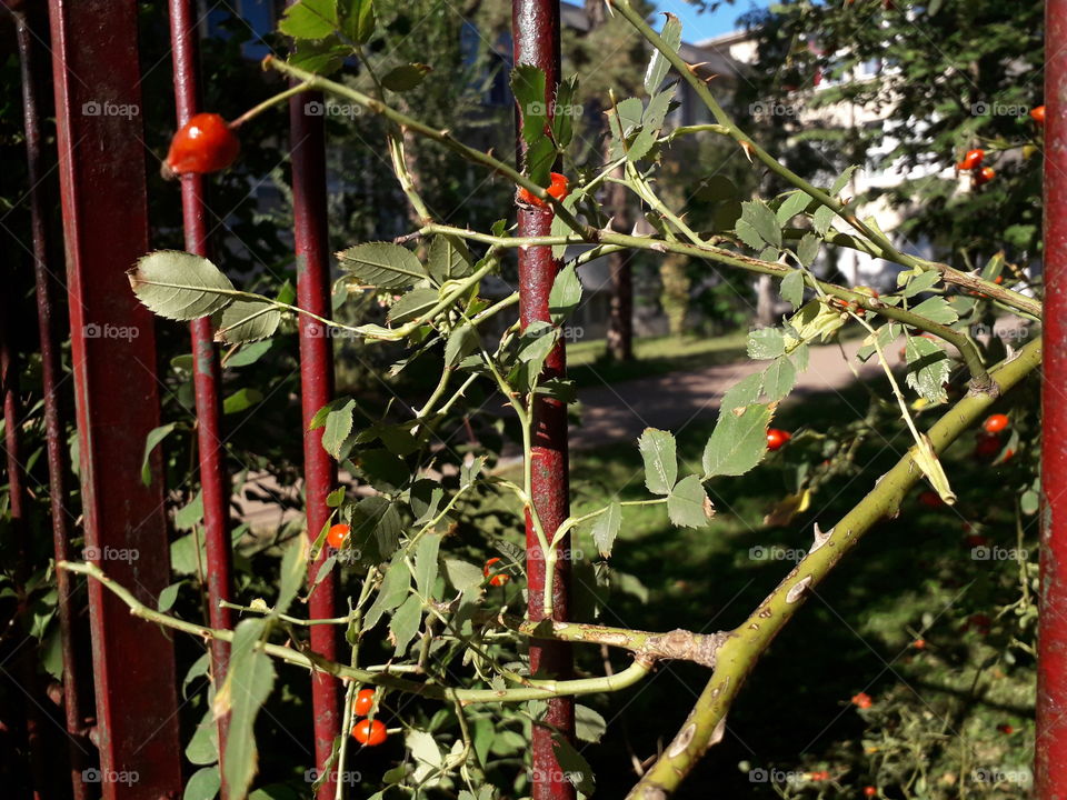 cute berries in my school playground😊