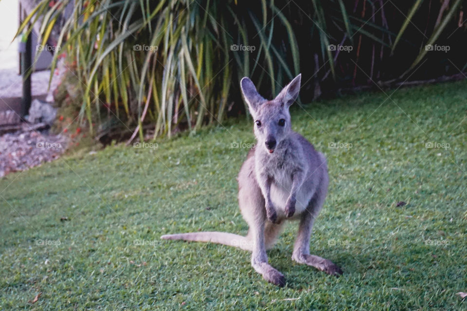 Adorable little wallaby joey, Daydream Island, Whitsunday Islands, Australia 