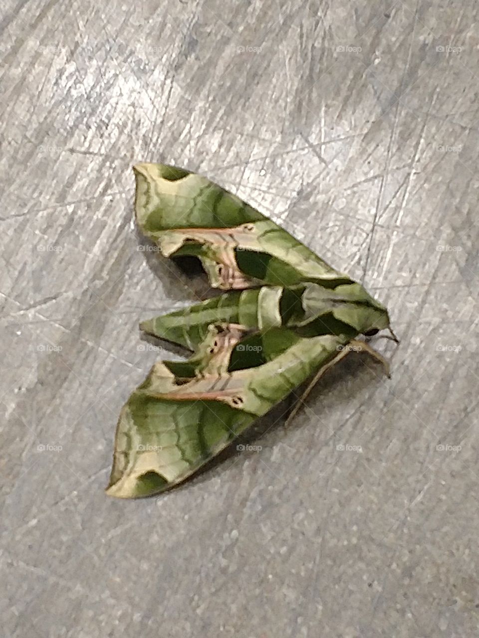 camo moth
