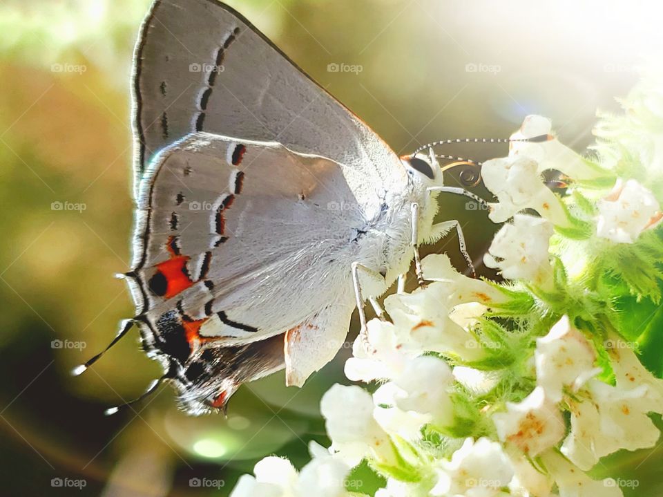 Gray hairstreak butterfly