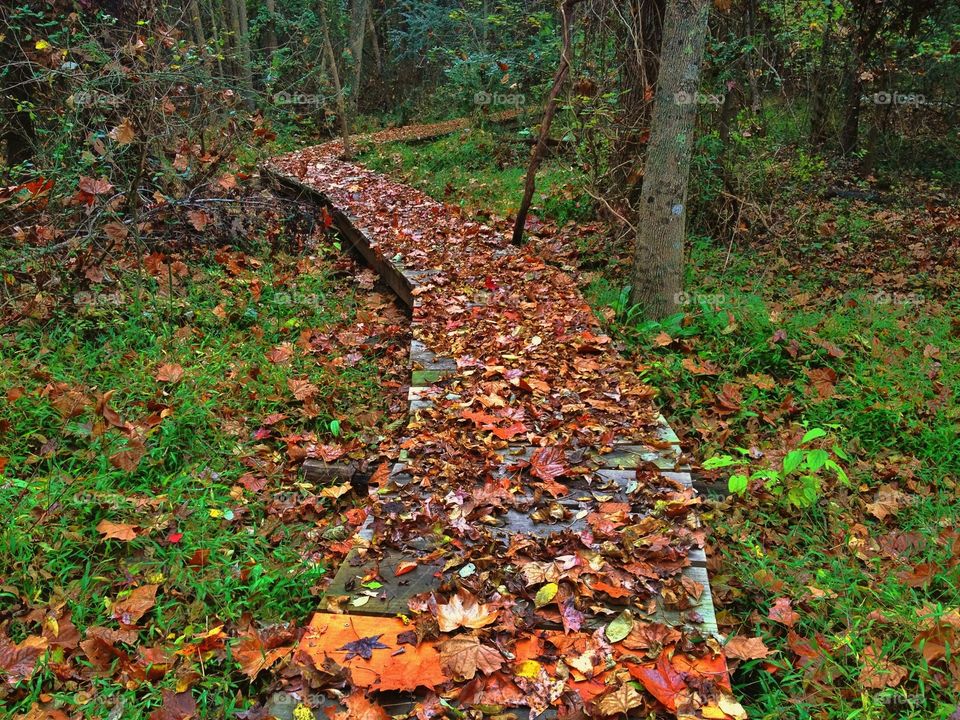 Leigh Farm Park Boardwalk, NC