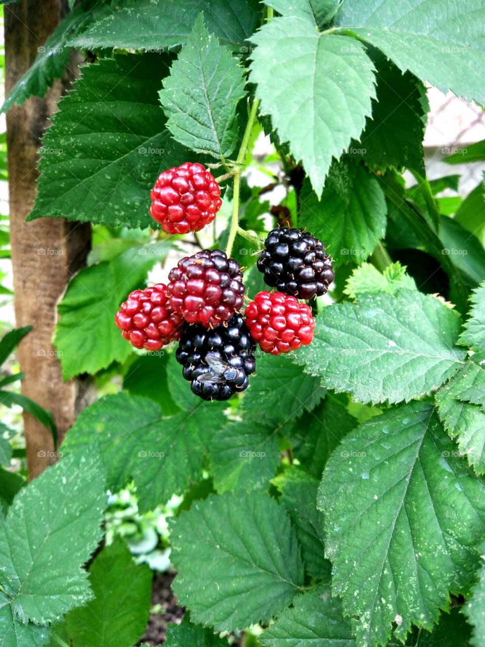 Fly on a blackberry. Blackberries in a garden