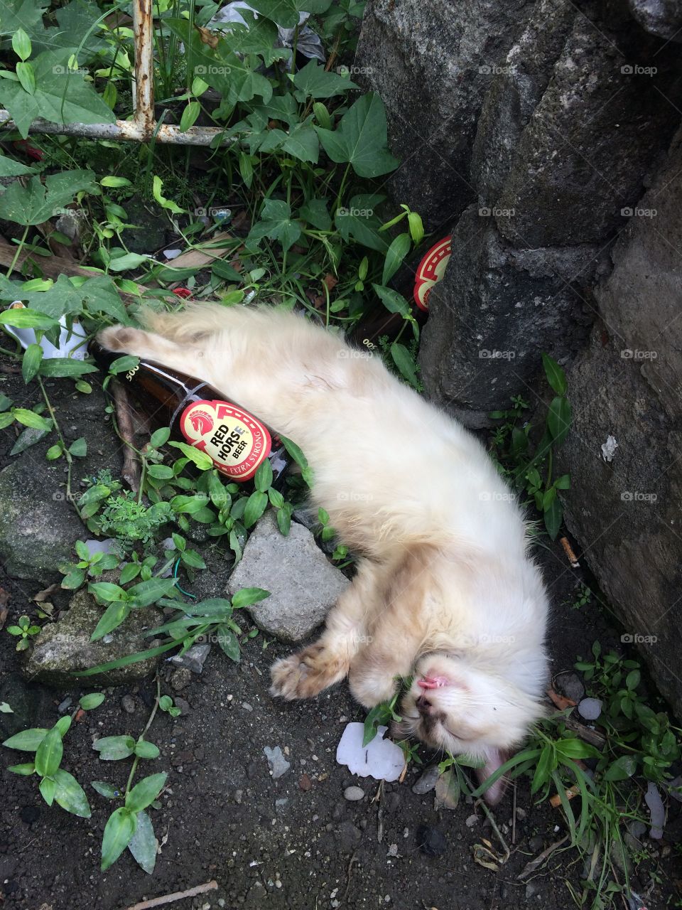 Drunken cat