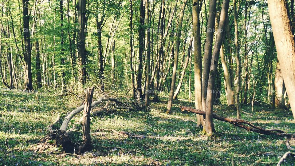 Evolved forest in Val d Oise - France
