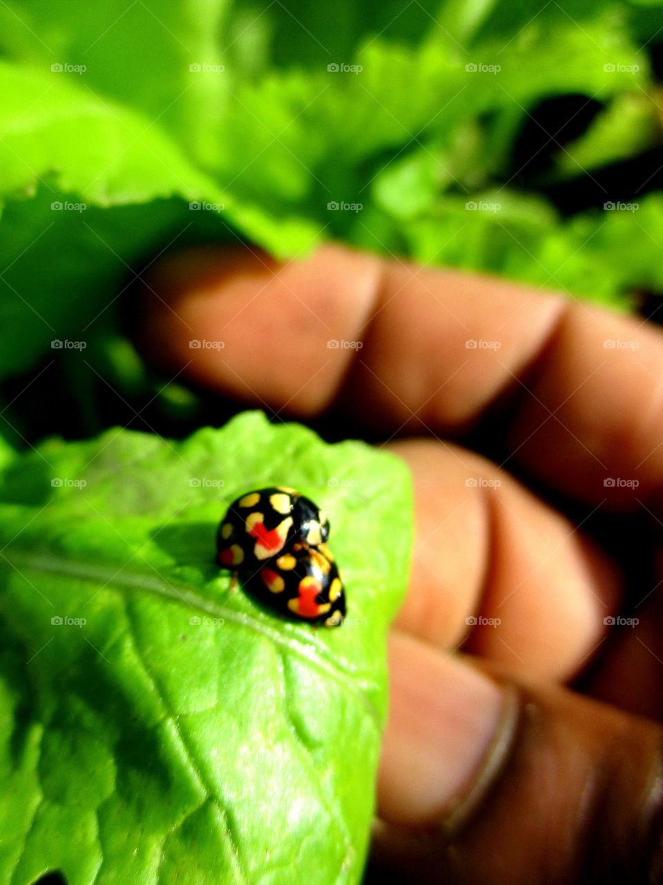 Happy Valentine's Day for Ladybirds