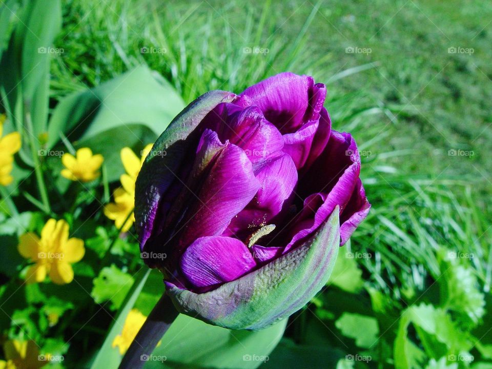 tulip