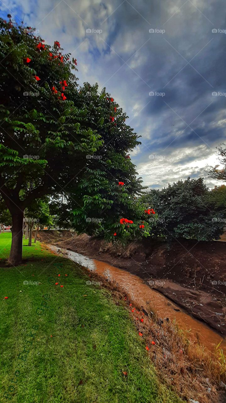 Tree with flowers in the park by the river,tree,floral,flower,flowers,park,river,grass,green,Sky,clouds,cloudy,landscape,nature,colorful,sunset