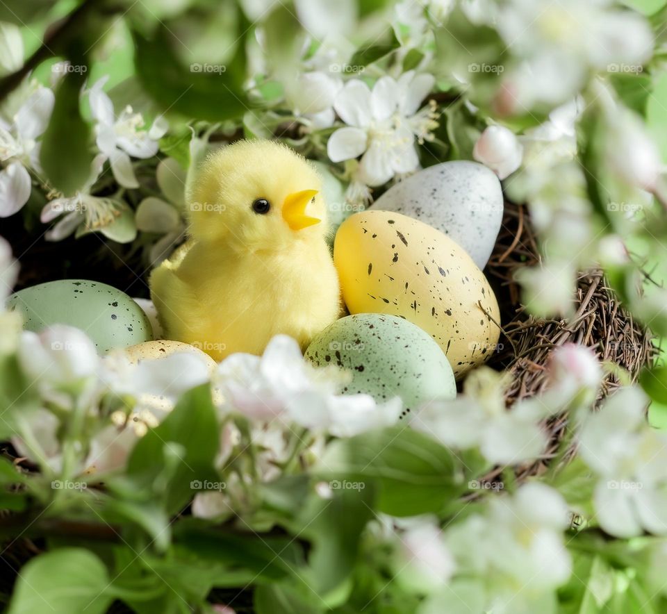 A decorative yellow chick in a nest with coloured eggs surrounded by twigs of Apple blossoms 