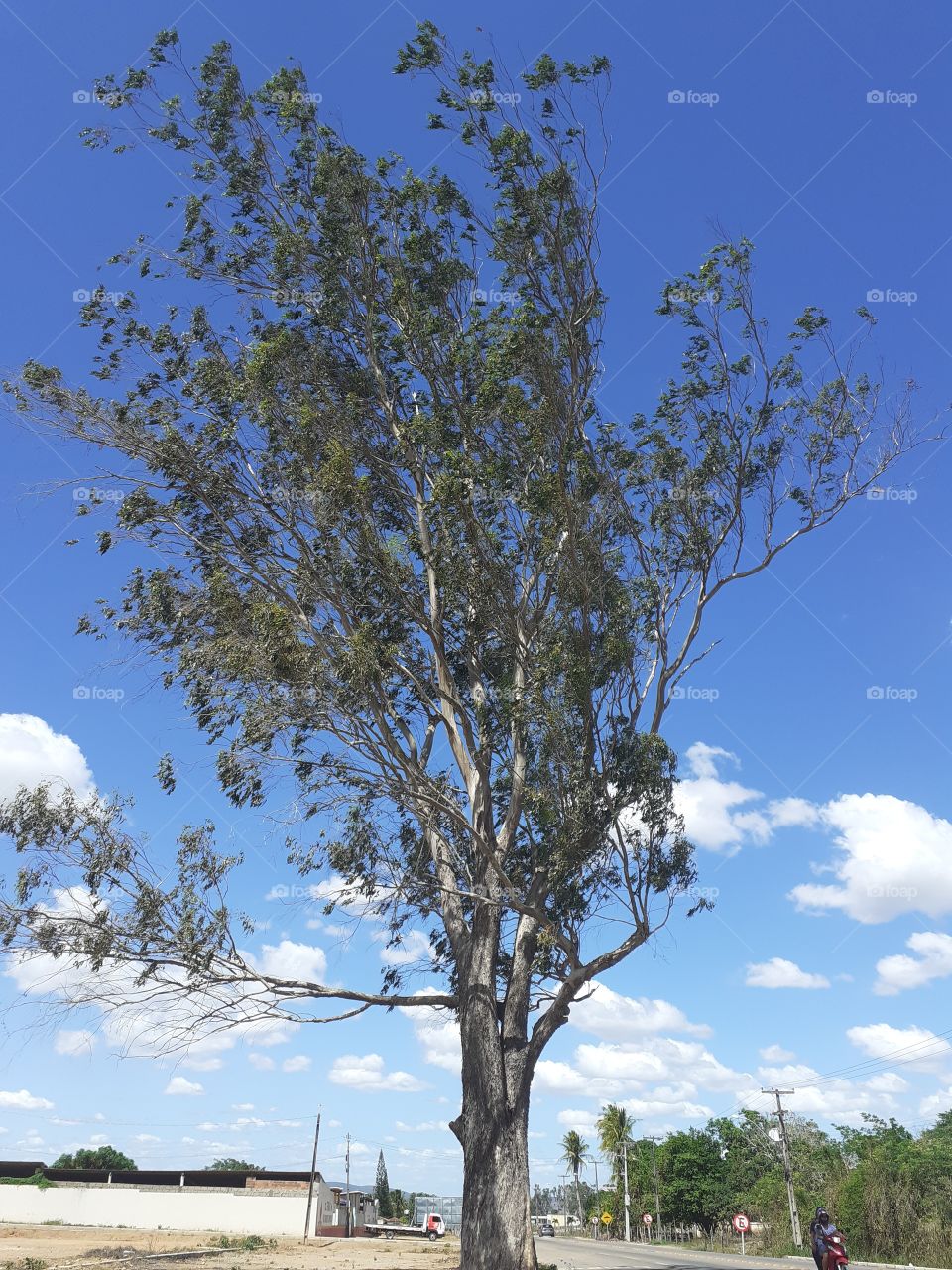 Bela e grande árvore.