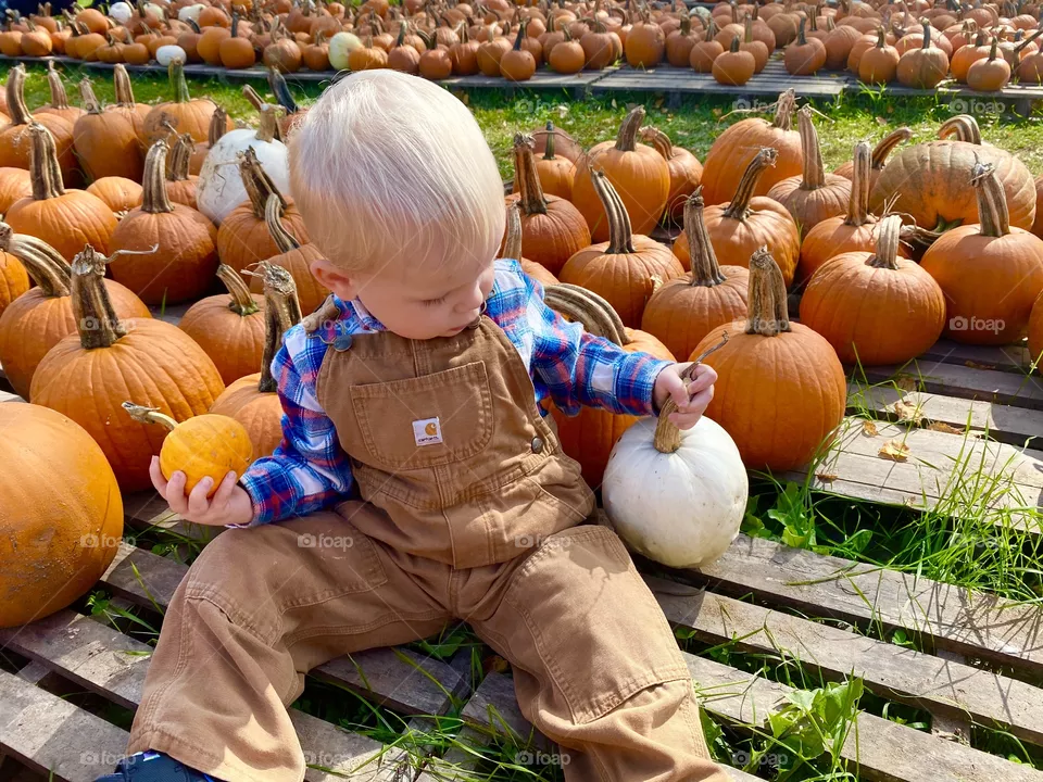 Baby pumpkin