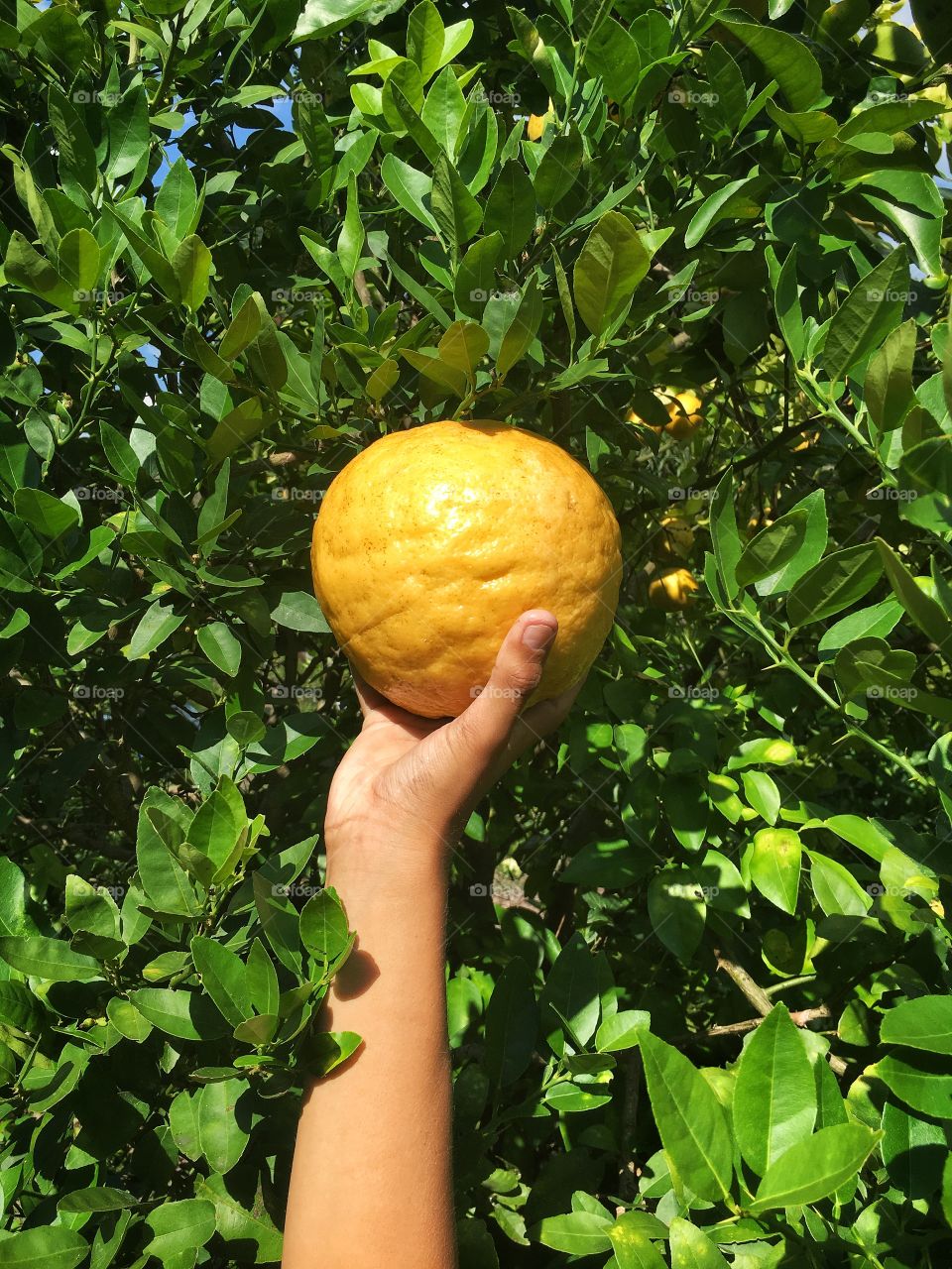 Grabbing a lemon with one hand 