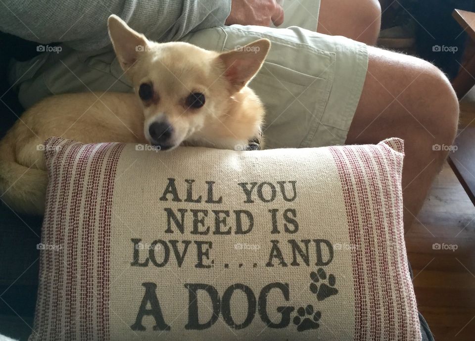 All you need is love and a dog