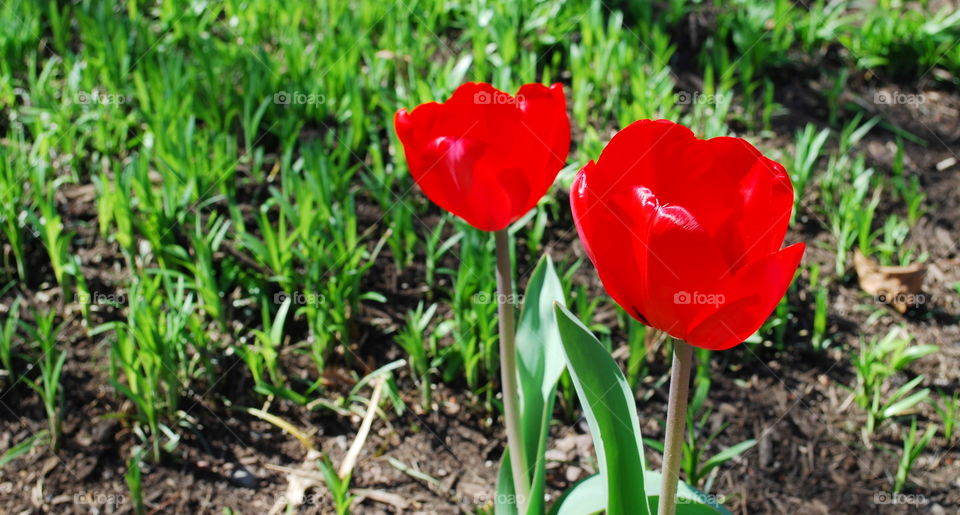 red tulips