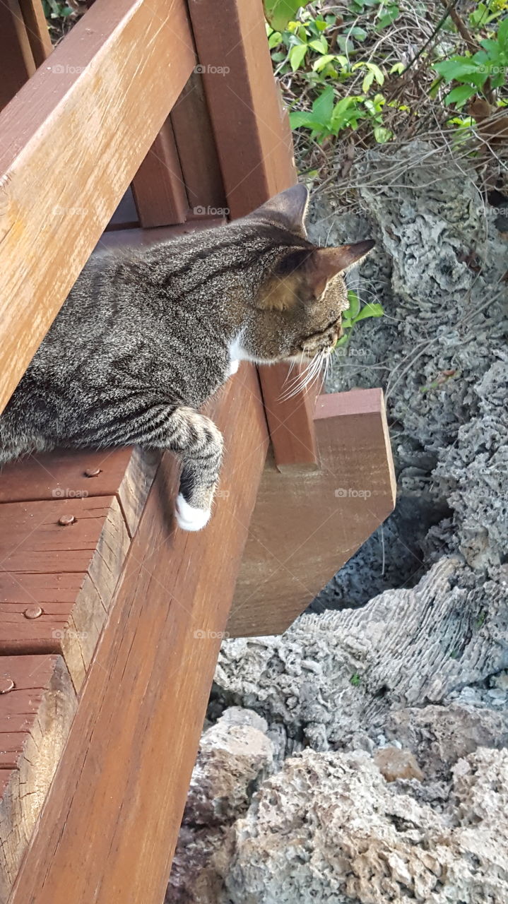 Tabby cat on island deck hunting