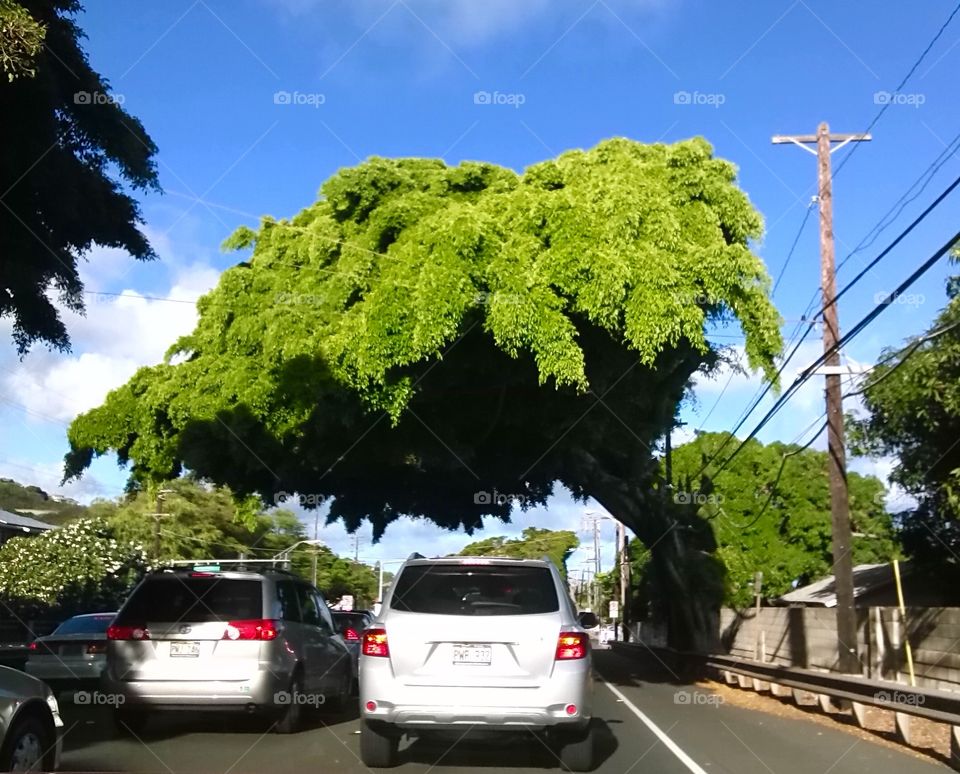 Incredible green tropical tree covers the road like a giant paw
