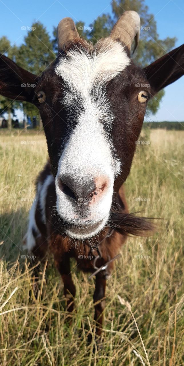 hello, little goat)