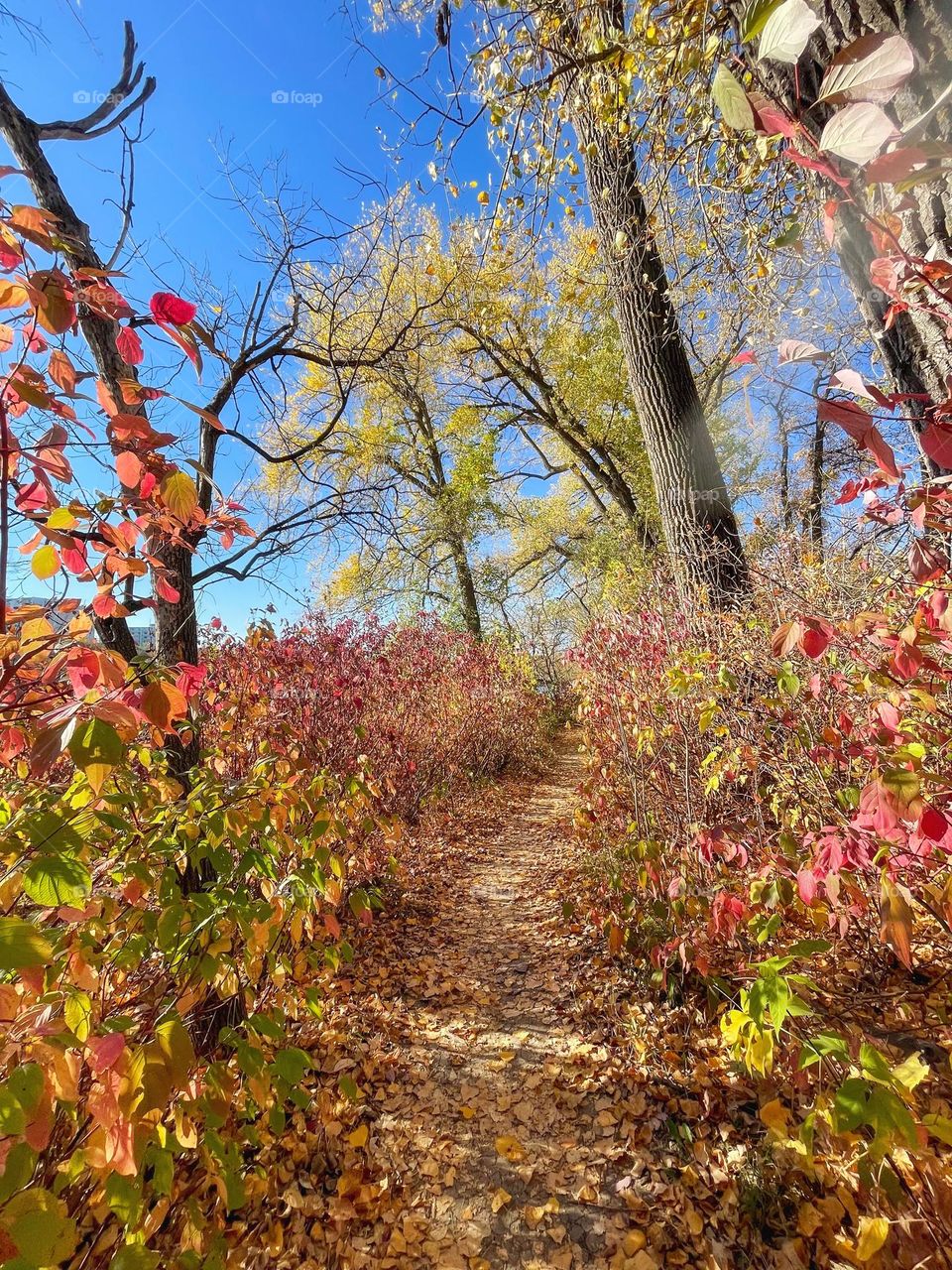 Autumn scenery 