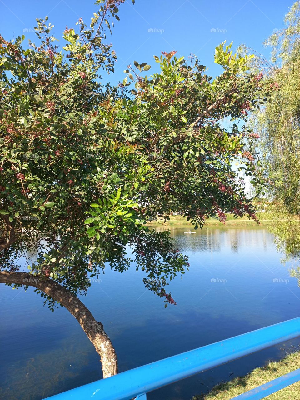As plantas são  verdes devido à presença  de um pigmento verde natural chamado clorofila.
