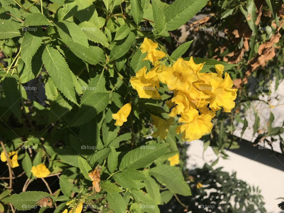 Flora, Flower, Leaf, Nature, Garden