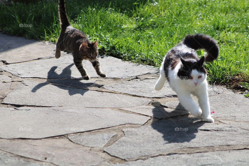 Kitten Playfully Chasing an Adult Cat