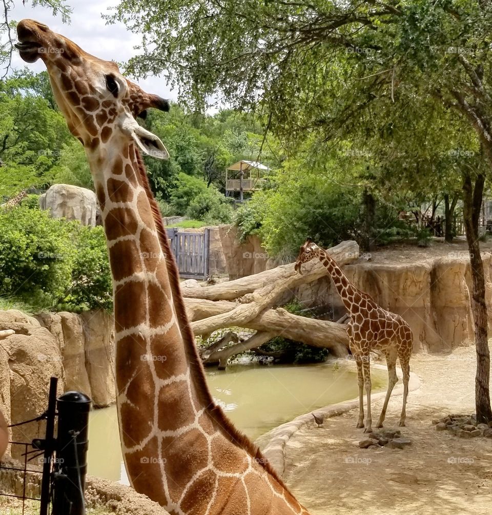 Giraffe eating leaves off a tree in the foreground while another stands by the water in the background.