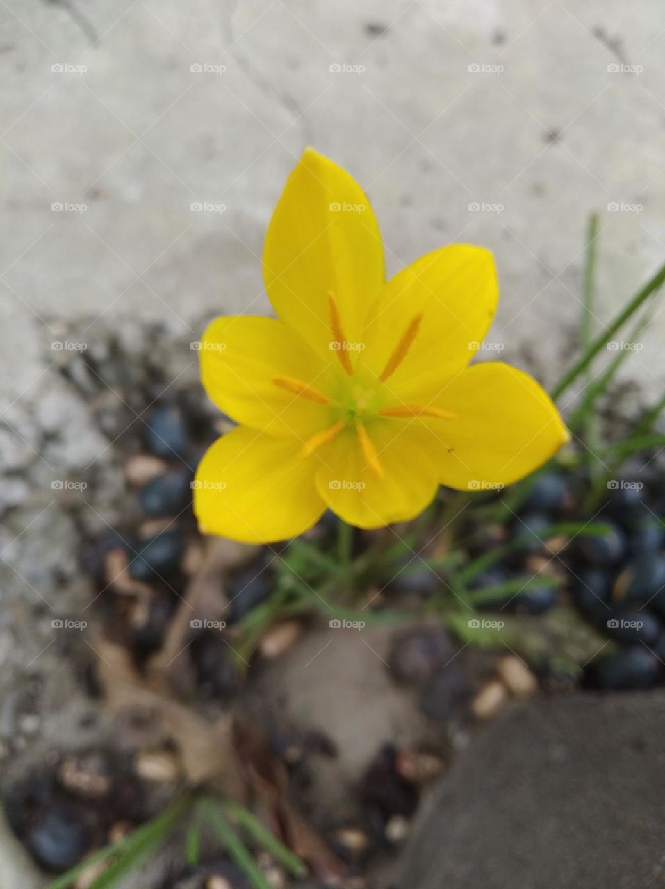 yellow flower seasonal fresh shurb small size looks very beautiful generally found everywhere