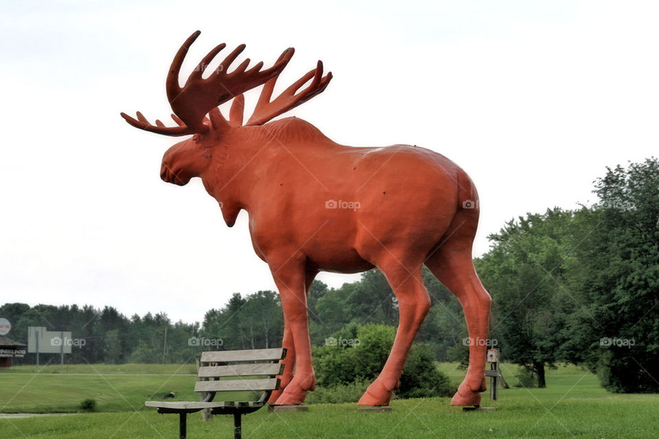 Orange Moose