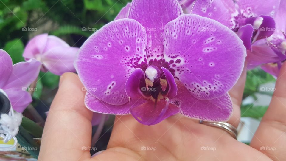 Flower in hand