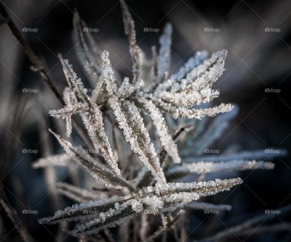 snow staying on leaves in winter