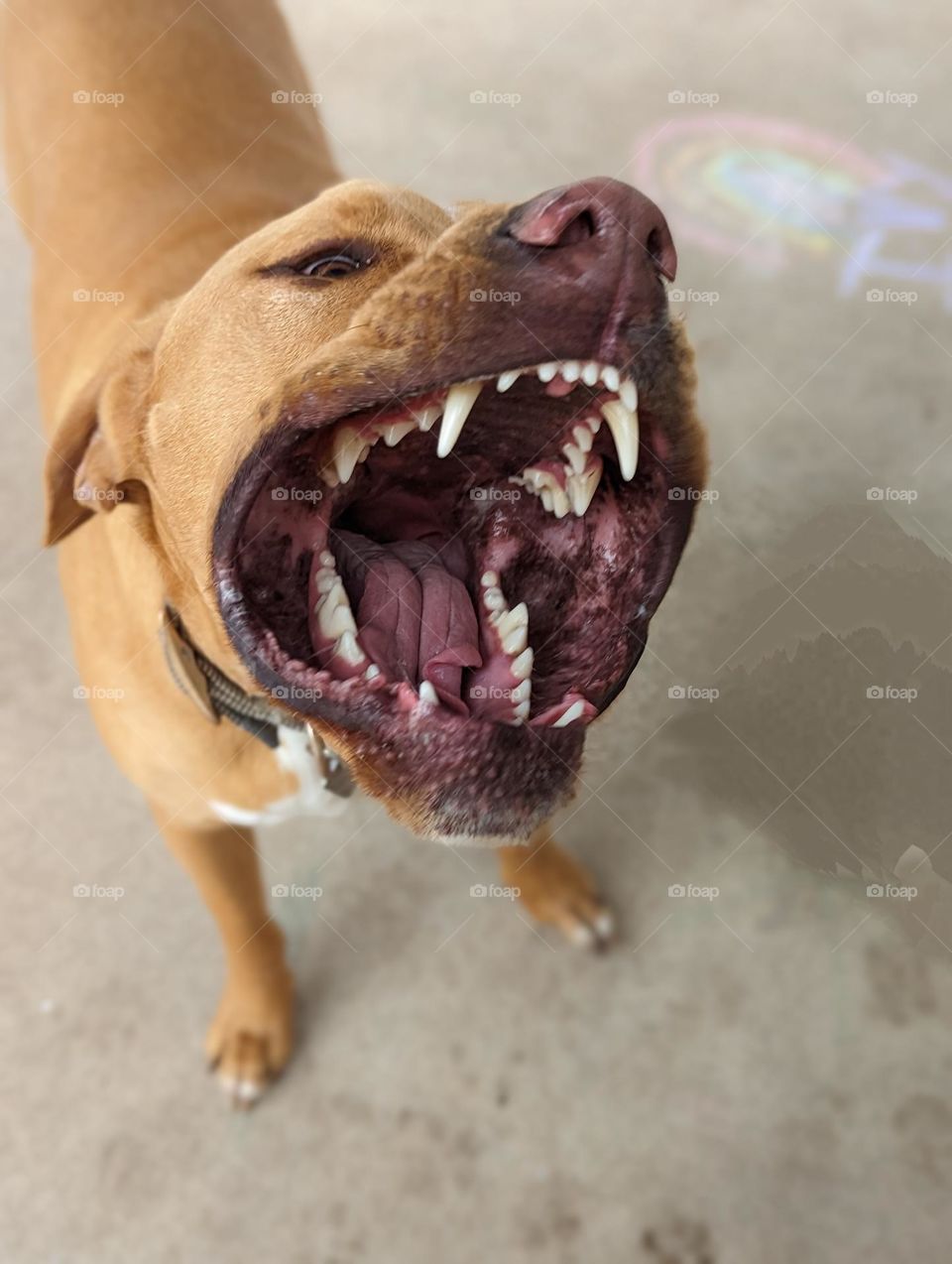 playful puppy's mouth wide open showing those cute pearly whites