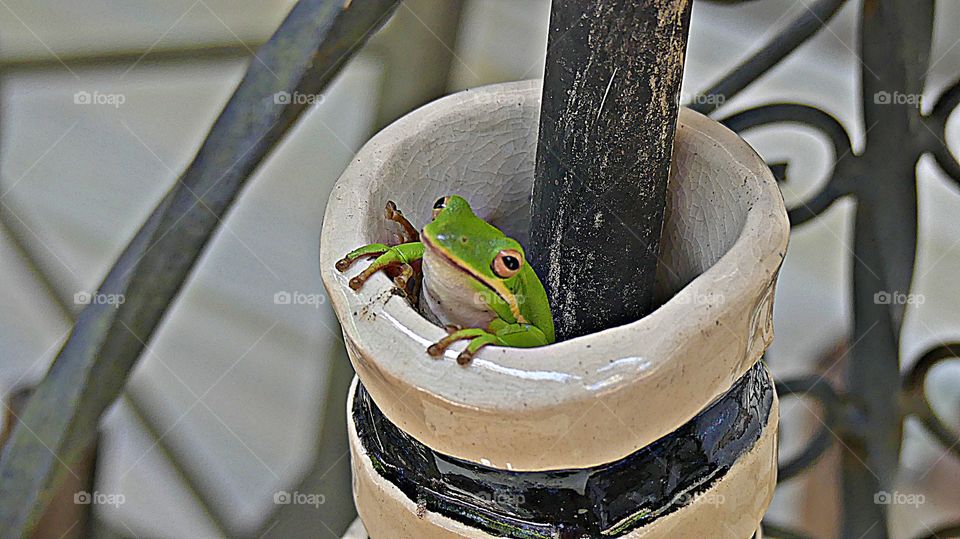 The glorious Mother Nature - Tree Frog peaking out of the vase