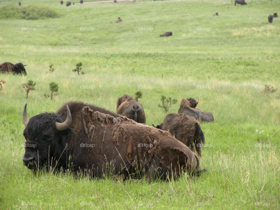 South Dakota Buffalo. South Dakota buffalo herd