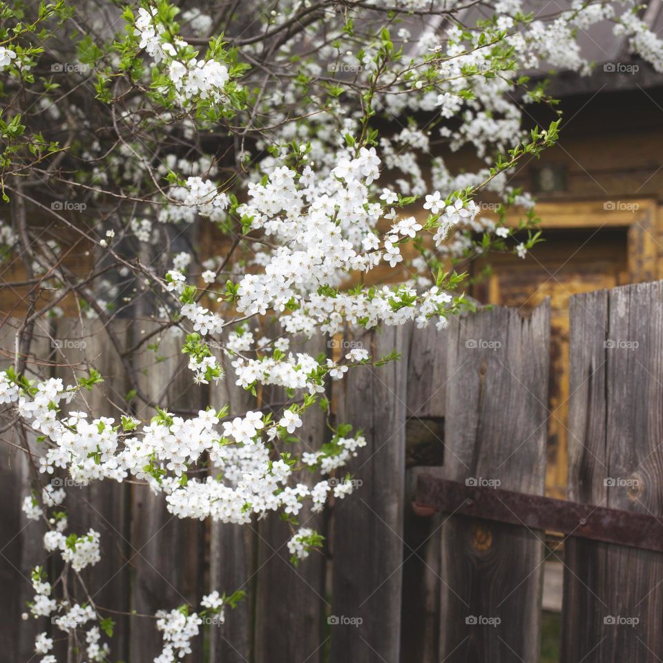 Flowering plum tree by a fence with an old country house in background. 